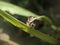 An ommatius perched on a green leaf is eating