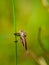 ommatius. robberfly on a branch isolated on green blurred background.  asilidae