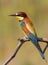 Ð¡ommon bee-eater, Merops apiaster. A beautiful multi-colored bird sits on a dry branch