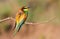 Ð¡ommon bee-eater, Merops apiaster. The bird sits on a beautiful branch and basks in the morning sun