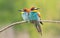 Ð¡ommon bee-eater, Merops apiaster. Two birds are sitting on a branch