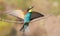 Ð¡ommon bee-eater, Merops apiaster. A very beautiful bird sits on a branch, spread its wings