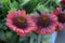 Ommon blanketflower or common gaillardia