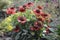 Ommon blanketflower or common gaillardia