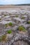 Ð¡ommon glasswort, glasswort (Salicornia europaea), Salt tolerant plants