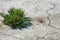 ?ommon glasswort, glasswort (Salicornia europaea), Salt tolerant plants on cracked earth at the bottom