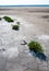 ?ommon glasswort, glasswort (Salicornia europaea), Salt tolerant plants on cracked earth at the bottom