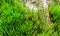 Ð¡ommon glasswort, glasswort (Salicornia europaea), succulent plant