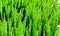 Ð¡ommon glasswort, glasswort (Salicornia europaea), succulent plant