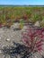 Ð¡ommon glasswort (Salicornia europaea), succulent plant with red pigment in autumn on the banks