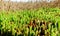 Ð¡ommon glasswort (Salicornia europaea), succulent plant with red pigment in autumn on the banks, Kuyalnik, Ukraine