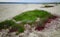 Ð¡ommon glasswort (Salicornia europaea), succulent plant with red pigment in autumn on the banks, Kuyalnik, Ukraine