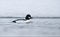 Ommon goldeneye swims in cold winter river