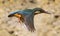 Ð¡ommon kingfisher Alcedo atthis
