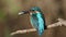 Ð¡ommon kingfisher, Alcedo atthis. A bird caught a fish