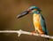 Ð¡ommon kingfisher, Alcedo atthis.A bird holding a fish in its beak, sitting on a branch