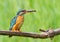 Ð¡ommon kingfisher, Alcedo atthis.A bird holding a fish in its beak, sitting on a branch