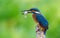 Ð¡ommon kingfisher  Alcedo atthis. The bird sits on a beautiful old branch  holding a freshly caught fish in its beak. The model