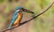 Ð¡ommon kingfisher, Alcedo atthis. The bird sits on a branch and holds a fish in his beak