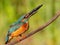 Ð¡ommon kingfisher, Alcedo atthis. The bird sits on a branch and holds a pike in his beak