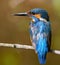 Ð¡ommon kingfisher, Alcedo atthis.A bird sits on a branch and looks away