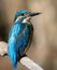 Ð¡ommon kingfisher, Alcedo atthis. A close-up of a beautiful bird