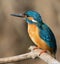 Ð¡ommon kingfisher, Alcedo atthis. Close-up of a bird