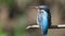 Ð¡ommon kingfisher, Alcedo atthis. Close-up of the female. The bird calls the male