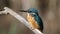 Ð¡ommon kingfisher, Alcedo atthis. Close-up of the male