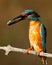 Ð¡ommon kingfisher, Alcedo atthis. An early morning bird catches a fish and sits on a branch