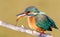 Ð¡ommon kingfisher, Alcedo atthis. The female accepted a fish from the male