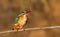 Ð¡ommon kingfisher, Alcedo atthis. A female bird sits on a branch with her beak open