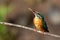 Ð¡ommon kingfisher, Alcedo atthis. The female sits on a branch and looks up