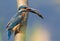 Ð¡ommon kingfisher, Alcedo atthis. The male sits on a beautiful branch and holds a pike in his beak