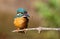 Ð¡ommon kingfisher, Alcedo atthis. The male was digging a hole for his nest, sat on a branch