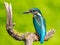 Ð¡ommon kingfisher, Alcedo atthis. Sunny day, a young bird sitting by the river on a beautiful branch, peering into the water,