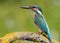 Ð¡ommon kingfisher, Alcedo atthis. Sunny day, a young bird sitting by the river on a beautiful branch, peering into the water,