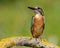 Ð¡ommon kingfisher, Alcedo atthis. Sunny day, a young bird sitting by the river on a beautiful branch, peering into the water,