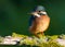 Ð¡ommon kingfisher, Alcedo atthis. Sunny day, a young bird sitting by the river on a beautiful branch, peering into the water,