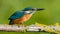 Ð¡ommon kingfisher, Alcedo atthis. Sunny day, a young bird sitting by the river on a beautiful branch, peering into the water,