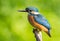 Ð¡ommon kingfisher, Alcedo atthis. Sunny day, a young bird sitting by the river on a beautiful branch, peering into the water,