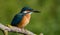 Ð¡ommon kingfisher, Alcedo atthis. Sunny day, a young bird sitting by the river on a beautiful branch, peering into the water,