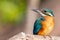 Ð¡ommon kingfisher, Alcedo atthis. On a sunny morning, the bird sits on a dry branch above the river, waiting for small fish