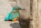 Ð¡ommon kingfisher, Alcedo atthis. A young bird sits on a wooden bridge over the river