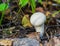 Ð¡ommon puffball Lycoperdon perlatum edible mushroom among fa