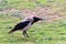 Omnivore Crow sitting in a city park