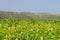 Omodos wine region with private wineyards in Cyprus