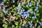 Omphalodes cappadocica - early blue spring flower