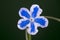 Omphalodes cappadocica `Starry Eyes`