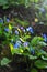 Omphalodes verna common names creeping navelwort or blue-eyed-Mary with flare